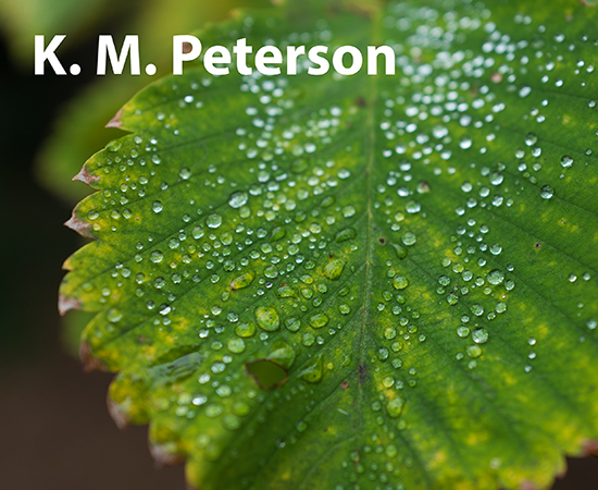 Dew on Leaf, Royal Botanical Garden, Edinburgh, Scotland, 20 September 2024